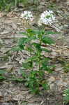 Rose verbena